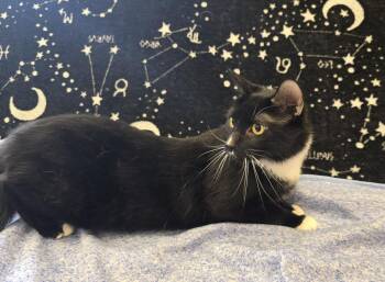Hawkeye -  Domestic Short Hair Cat for Adoption in Dickson, Tennessee - Hawkeye | PetCurious