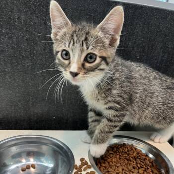 Zip -  Domestic Short Hair Cat for Adoption in Long Beach, California - Zip | PetCurious