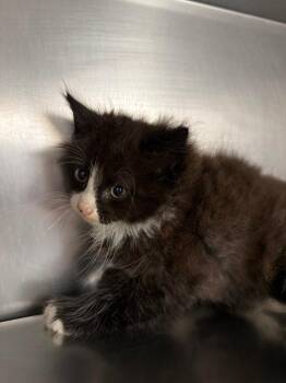 Domestic Long Hair Cats Available for Adoption in Pomona, New York - Yogi | PetCurious