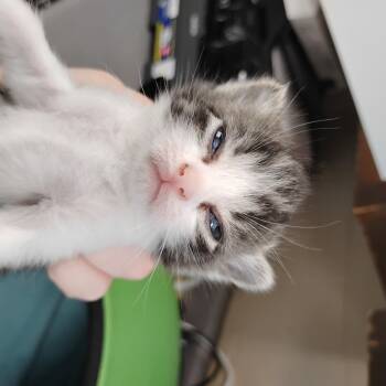 Rescue Domestic Short Hair Cats for Adoption in Troy, Virginia - Kenobi | PetCurious