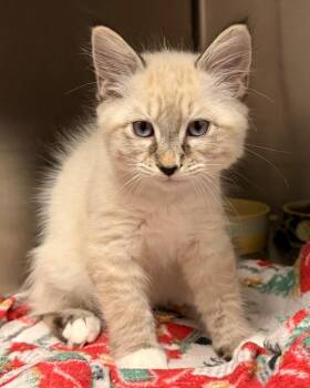 Moonfall (Petsmart) -  Domestic Short Hair Cat for Adoption in Ocala, Florida - Moonfall (Petsmart) | PetCurious