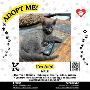 Ash -  Domestic Short Hair Cat for Adoption in OSBORNVILLE, New Jersey - Ash | PetCurious