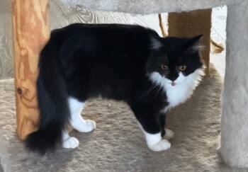 Rescue Scottish Fold Cats for Adoption in San Jacinto, California - Sprite | PetCurious