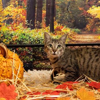 Rescue Domestic Short Hair Cats for Adoption in Hawthorne, California - Bridgit | PetCurious