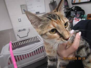 Domestic Short Hair Cats Available for Adoption in Marietta, Georgia - (608) | PetCurious