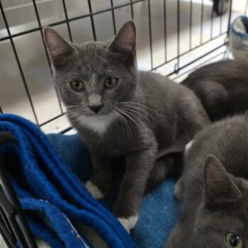 Rescue Domestic Short Hair Cats for Adoption in Spokane, Washington - Sylvester | PetCurious