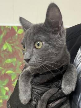 Meep -  Domestic Short Hair Cat for Adoption in San Antonio, Texas - Meep | PetCurious