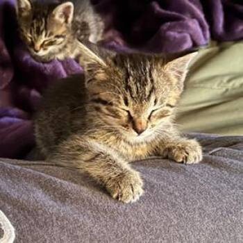 Domestic Short Hair Cats Available for Adoption in Auburn, Alabama - Wayne | PetCurious