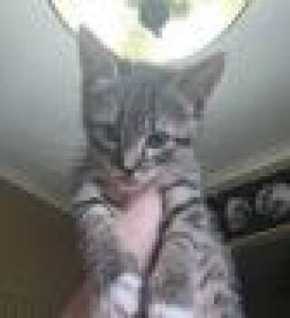 Cello -  Domestic Short Hair Cat for Adoption in Kansas City, Missouri - Cello | PetCurious