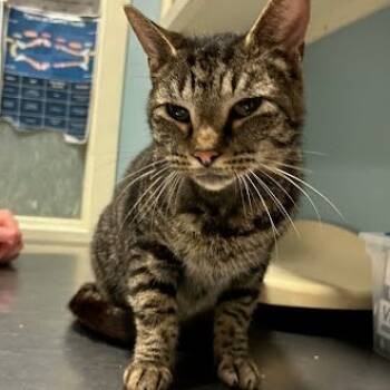 Rescue Domestic Short Hair Cats for Adoption in Chattanooga, Tennessee - Stevie | PetCurious