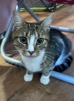 Rescue Tabby Cats for Adoption in Avondale, Pennsylvania - Amelia | PetCurious