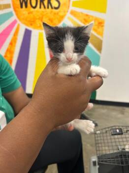 Roja -  Domestic Short Hair Cat for Adoption in Thousand Oaks, California - Roja | PetCurious