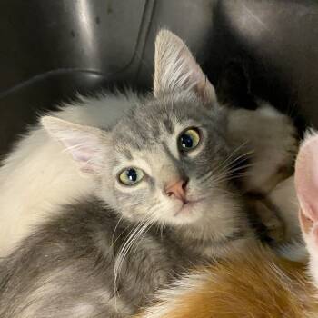 Rescue Domestic Short Hair Cats for Adoption in Los Angeles, California - Amaranto | PetCurious