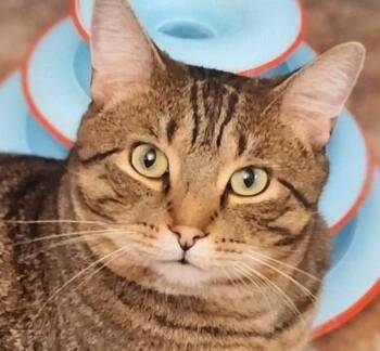 Maurice -  Domestic Short Hair and Tabby Cat Available for Adoption in Chertsey, Quebec - Maurice | PetCurious