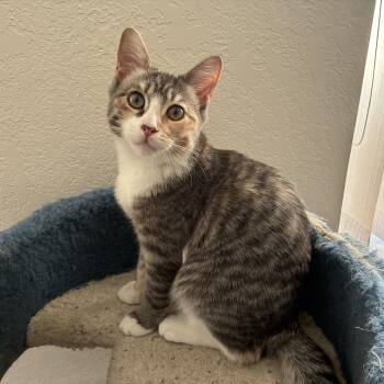 Calico and Tabby Cats Available for Adoption in Unm, New Mexico - Squeaky | PetCurious