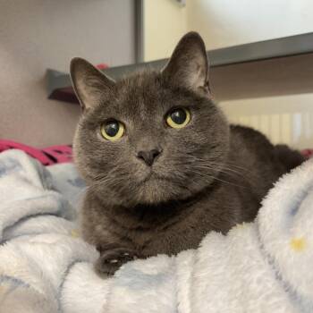Domestic Short Hair Cats Available for Adoption - Gale | PetCurious