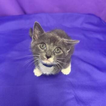 Mochi -  Domestic Medium Hair Cat Available for Adoption in North Myrtle Beach, South Carolina - Mochi | PetCurious