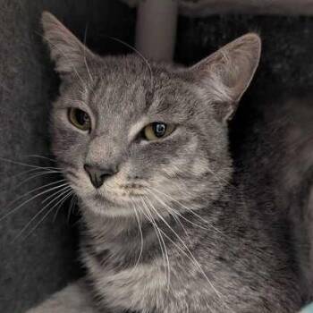 Caterpillar -  Domestic Short Hair Cat for Adoption in Dayton, Ohio - Caterpillar | PetCurious