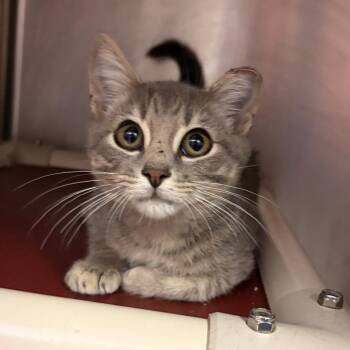 Toshi -  Domestic Short Hair Cat for Adoption in Marshall, Virginia - Toshi | PetCurious