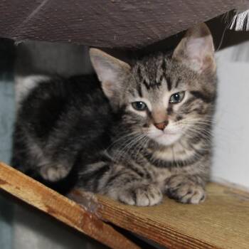 Rescue Domestic Short Hair Cats for Adoption in Springfield, Missouri - Monster | PetCurious