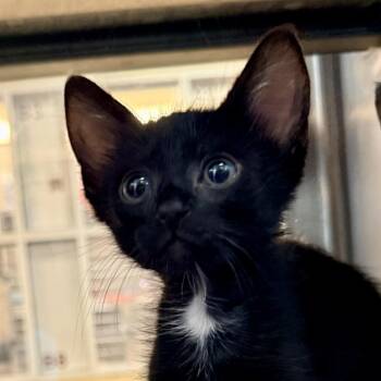 Domestic Short Hair Cats Available for Adoption in Palm Springs, California - Bun | PetCurious