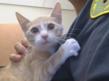 CINNAMON -  Domestic Short Hair Cat for Adoption in Sacramento, California - CINNAMON | PetCurious