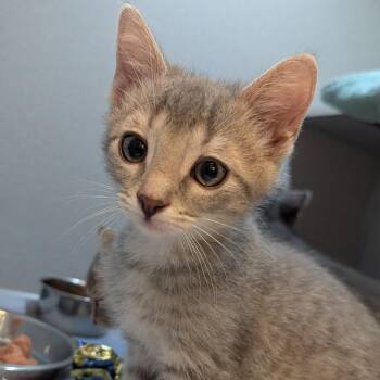Curly -  Domestic Short Hair Cat for Adoption in Pittsburgh, Pennsylvania - Curly | PetCurious
