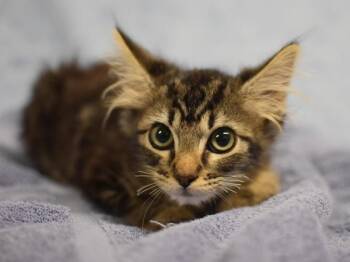 Duck Potato -  Domestic Medium Hair Cat for Adoption in Portland, Oregon - Duck Potato | PetCurious