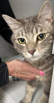 Domestic Short Hair Cats Available for Adoption in Gilbert, Arizona - Tobin | PetCurious