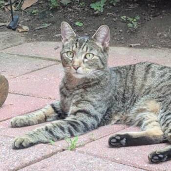 Fred -  Domestic Short Hair Cat for Adoption in Philadelphia, Pennsylvania - Fred | PetCurious