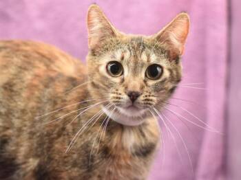 Domestic Short Hair Cats Available for Adoption - Cathy | PetCurious