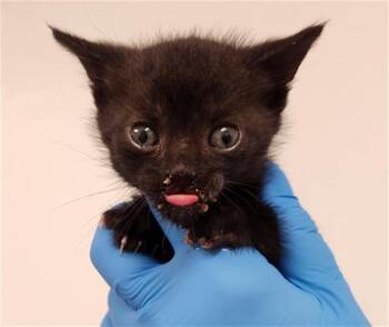 Domestic Short Hair Cats Available for Adoption - A2474711 | PetCurious