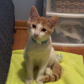 Butters -  Domestic Short Hair Cat for Adoption in Minneapolis, Minnesota - Butters | PetCurious