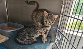 Wood Kitten 5(Cedar) -  Domestic Short Hair Cat for Adoption in Mocksville, North Carolina - Wood Kitten 5(Cedar) | PetCurious
