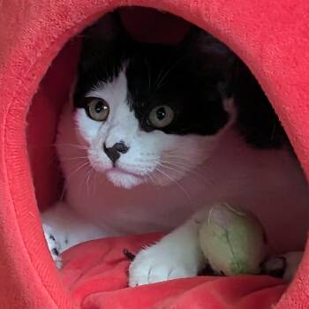 Rebel -  Domestic Short Hair Cat for Adoption in Buffalo, New York - Rebel | PetCurious