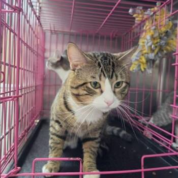 Allen -  Domestic Short Hair Cat for Adoption in Downers Grove, Illinois - Allen | PetCurious