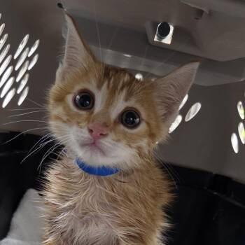 Richie -  Domestic Short Hair Cat for Adoption in Auburn, Alabama - Richie | PetCurious