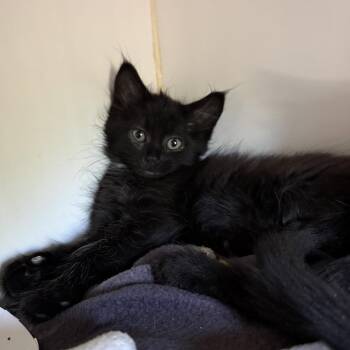 Shoal -  Domestic Medium Hair Cat for Adoption in Oakland, California - Shoal | PetCurious