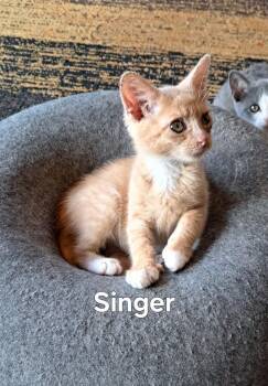 Singer -  Domestic Short Hair Cat for Adoption in Plattsburgh, New York - Singer | PetCurious