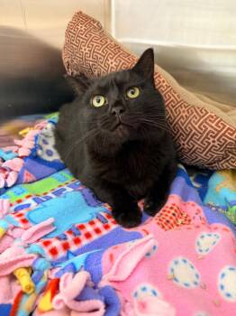 Domestic Short Hair Cats Available for Adoption - Jax | PetCurious