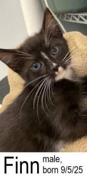 Rescue Domestic Short Hair Cats for Adoption in Ocean Isle Beach, North Carolina - Finn | PetCurious