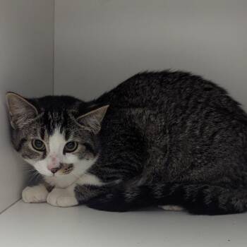 Domestic Short Hair Cats Available for Adoption - Patrick | PetCurious