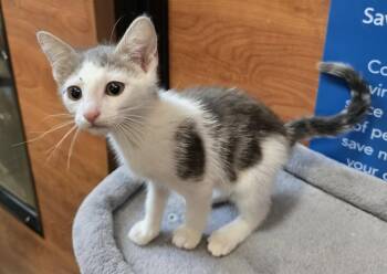 Austin -  Domestic Short Hair Cat for Adoption in Rowlett, Texas - Austin | PetCurious