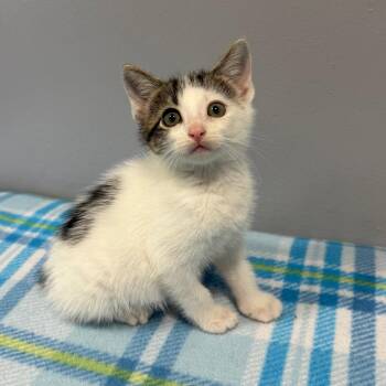 Oregano -  Domestic Short Hair Cat for Adoption in Cabot, Arkansas - Oregano | PetCurious