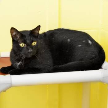Onyx -  Domestic Short Hair Cat for Adoption in Sanford, Florida - Onyx | PetCurious