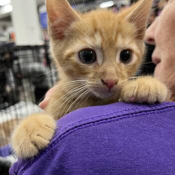 Rescue Domestic Short Hair Cats for Adoption in Berkeley Heights, New Jersey - Hilton | PetCurious