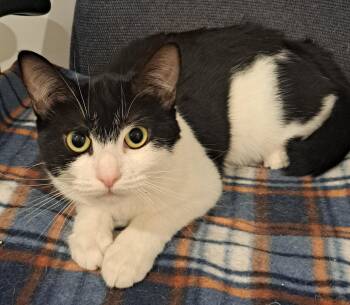 Tuxedo Cats Available for Adoption - Pansy 7mos | PetCurious