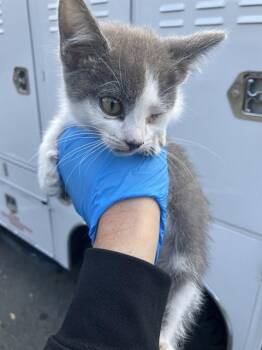 HAGRID -  Domestic Short Hair Cat for Adoption in Long Beach, California - HAGRID | PetCurious