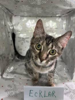 Ecklar -  Domestic Short Hair Cat for Adoption in Wheaton, Illinois - Ecklar | PetCurious