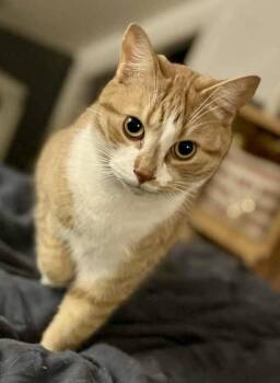 Rescue Domestic Short Hair Cats for Adoption in Pointe-claire, Quebec - Toulouse | PetCurious
